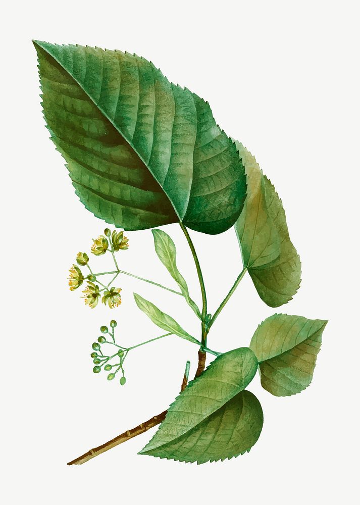 Vintage tilia pubescens plant vector