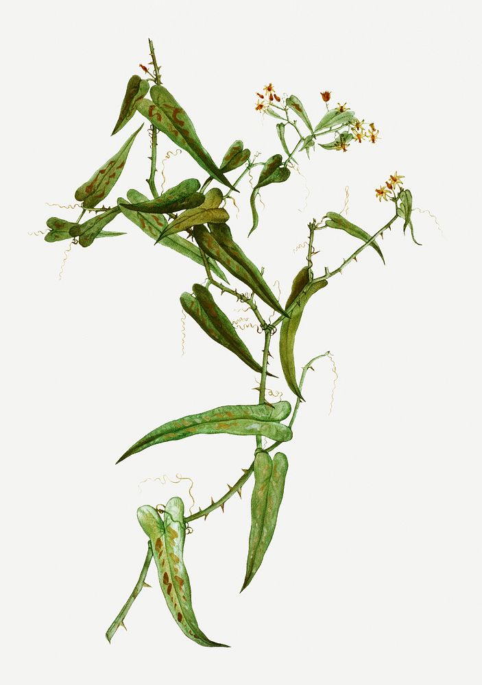 Vintage smilax aspera plant illustration