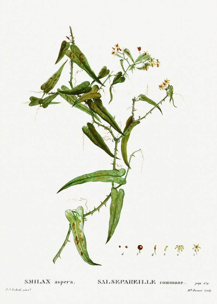 Smilax (Smilax aspera) from Trait&eacute; des Arbres et Arbustes que l&rsquo;on cultive en France en pleine terre…