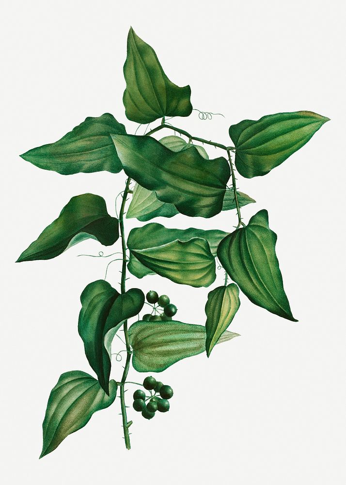 Beautiful vintage smilax leaves illustration