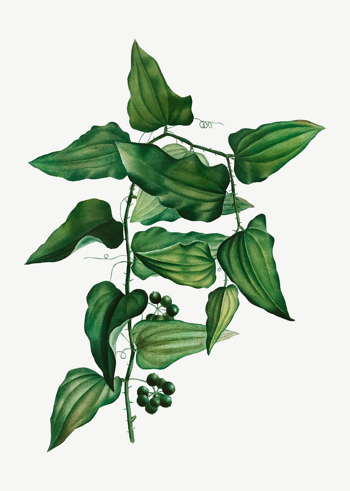 Beautiful vintage smilax leaves vector