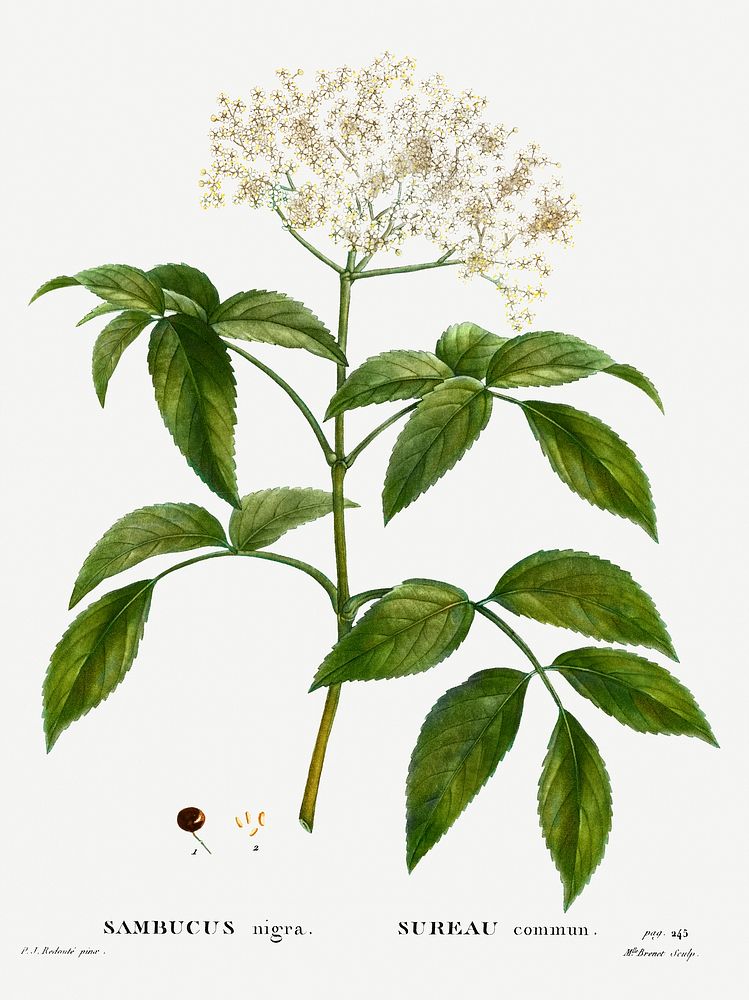 Elder (Sambucus nigra) from Trait&eacute; des Arbres et Arbustes que l&rsquo;on cultive en France en pleine terre…