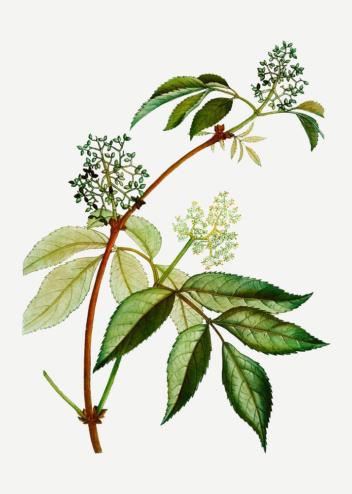 Vintage red elderberry plant illustration
