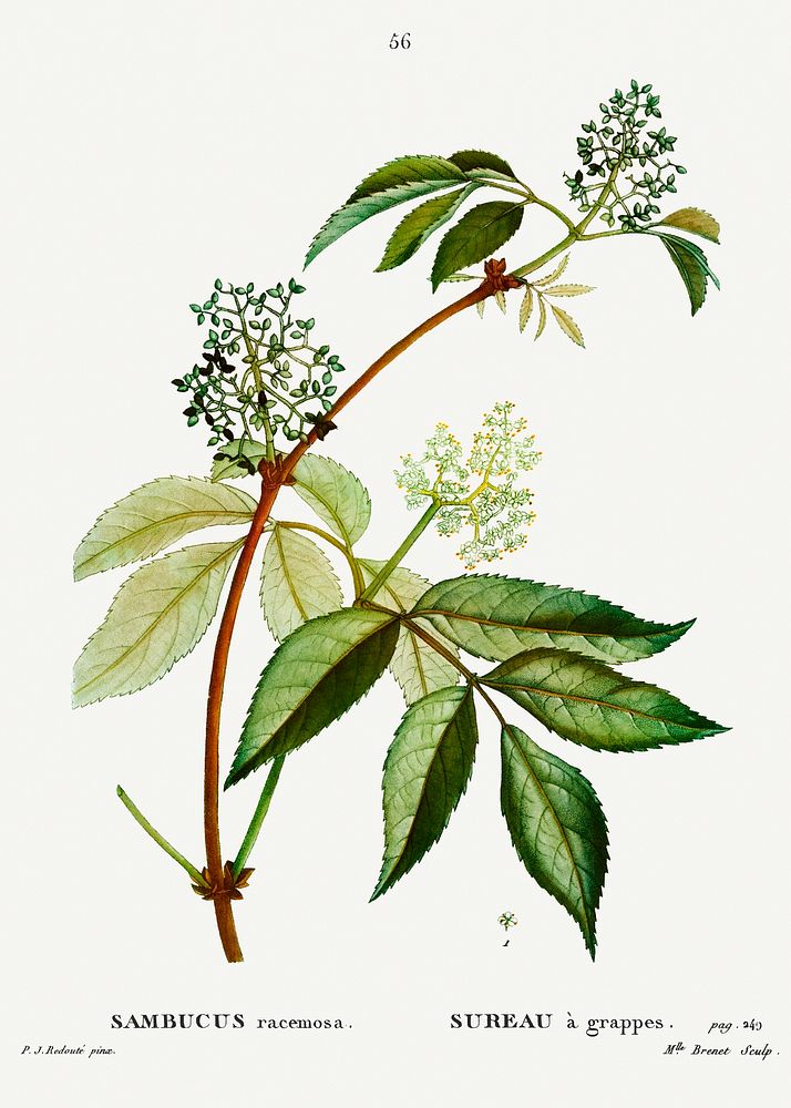 Red elderberry (Sambucus racemosa) from Trait&eacute; des Arbres et Arbustes que l&rsquo;on cultive en France en pleine…