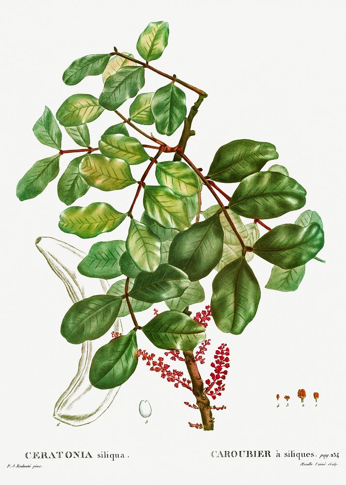 carob tree (Ceratonia siliqua) from Trait&eacute; des Arbres et Arbustes que l&rsquo;on cultive en France en pleine terre…