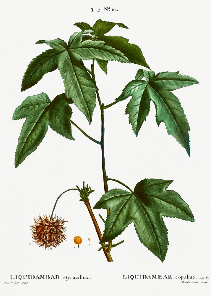 Sweetgum (Liquidambar styraciflua) from Trait&eacute; des Arbres et Arbustes que l&rsquo;on cultive en France en pleine…
