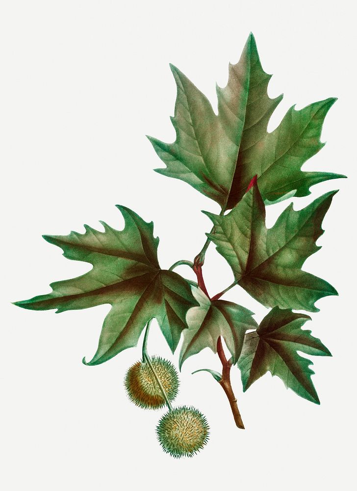 Vintage platanus orientalis tree illustration