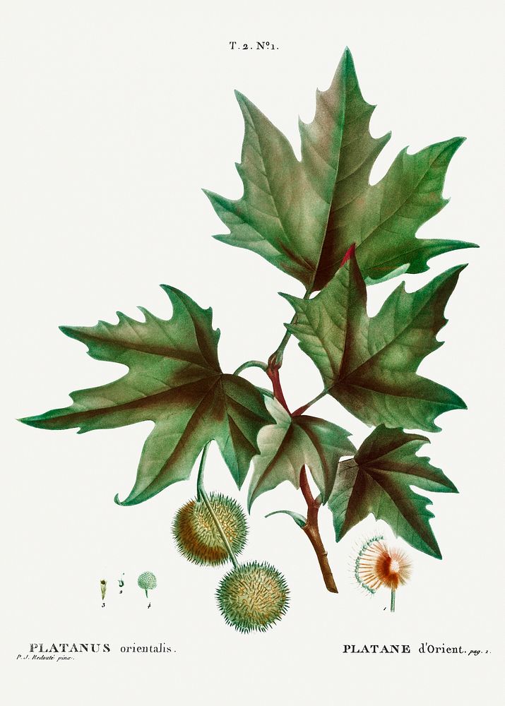Platanus orientalis (Platane d'Orient) from Trait&eacute; des Arbres et Arbustes que l&rsquo;on cultive en France en pleine…