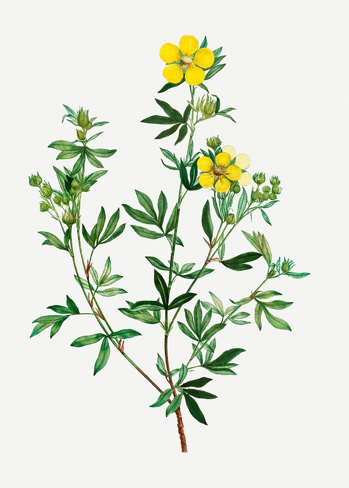 Blooming potentilla frutescens flower illustration