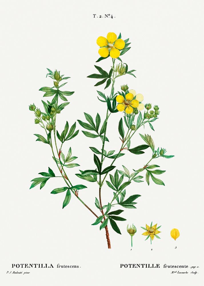 Potentilla frutescens (Potentille frutescente) from Trait&eacute; des Arbres et Arbustes que l&rsquo;on cultive en France en…