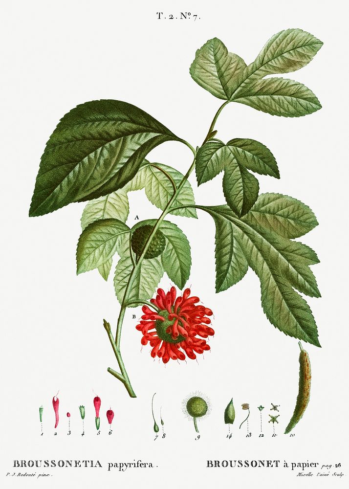 Paper mulberry (Broussonetia papyrifera) from Trait&eacute; des Arbres et Arbustes que l&rsquo;on cultive en France en…