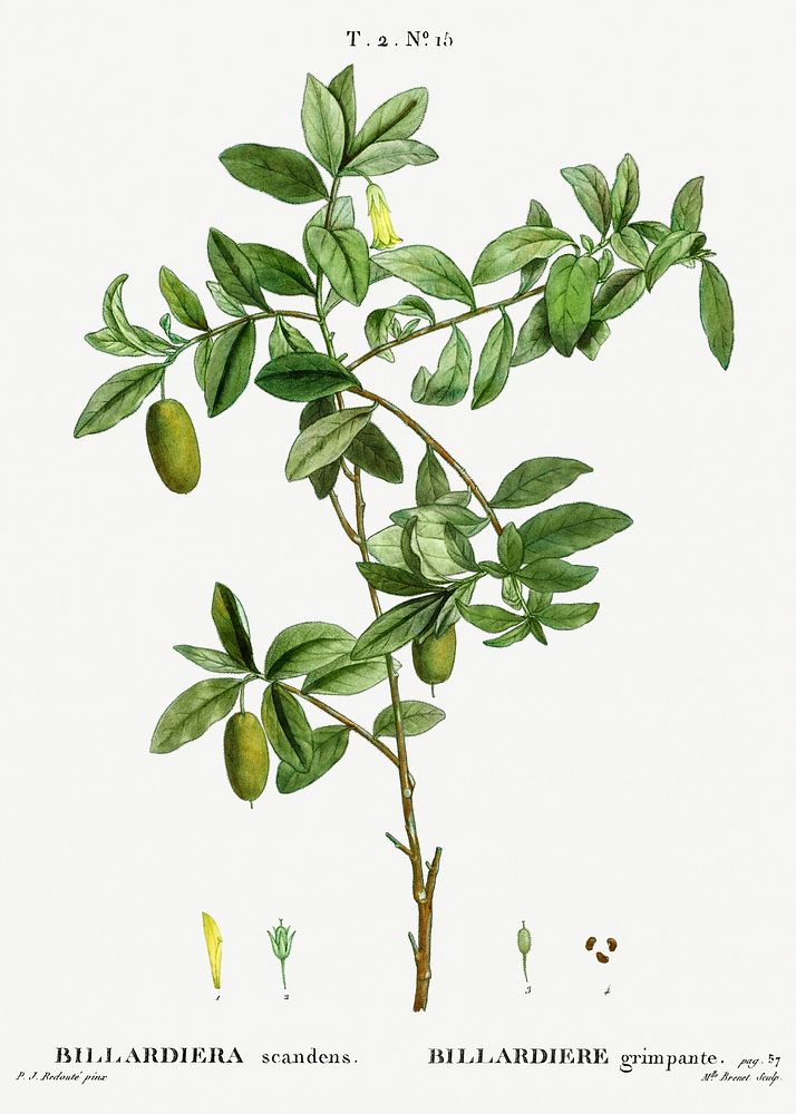 Apple berry (Billardiera scandens) from Trait&eacute; des Arbres et Arbustes que l&rsquo;on cultive en France en pleine…