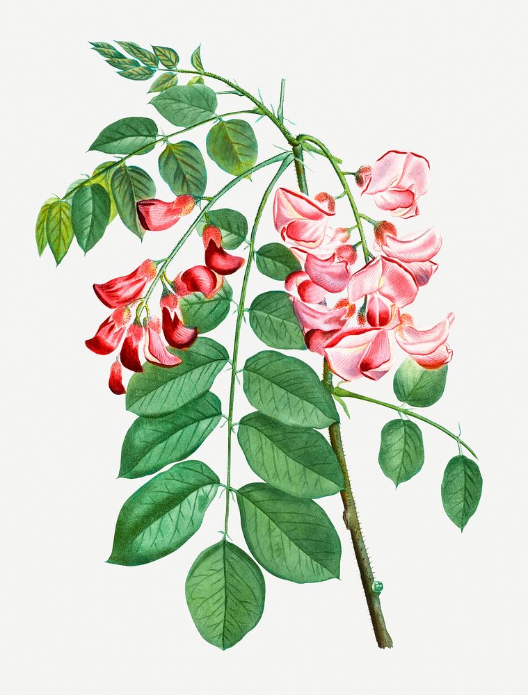 Vintage blooming robinia rosea illustration