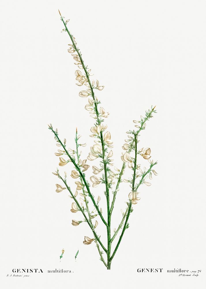Genista multiflora from Trait&eacute; des Arbres et Arbustes que l&rsquo;on cultive en France en pleine terre…