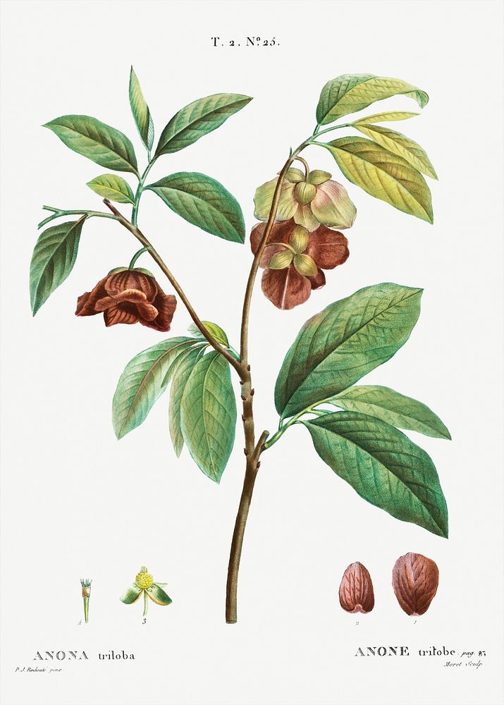 Papaw (Annona triloba) from Trait&eacute; des Arbres et Arbustes que l&rsquo;on cultive en France en pleine terre…