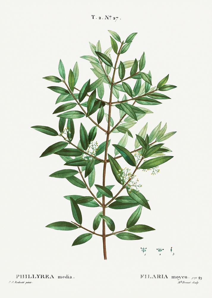 Phillyrea from Trait&eacute; des Arbres et Arbustes que l&rsquo;on cultive en France en pleine terre (1801&ndash;1819) by…