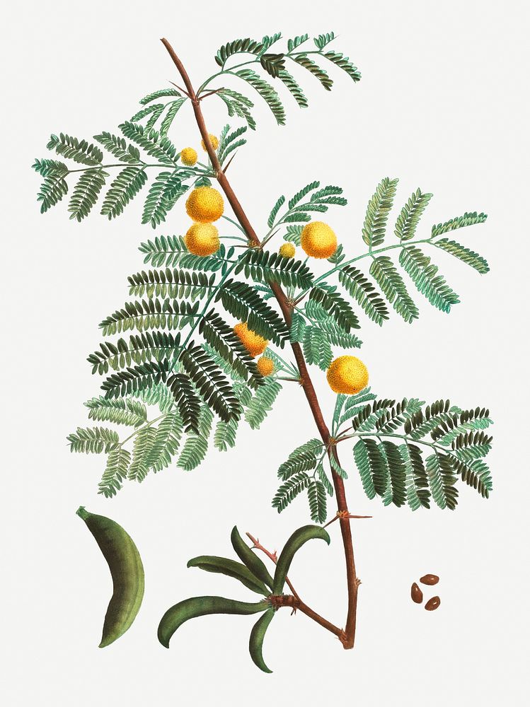 Vintage sweet acacia plant illustration
