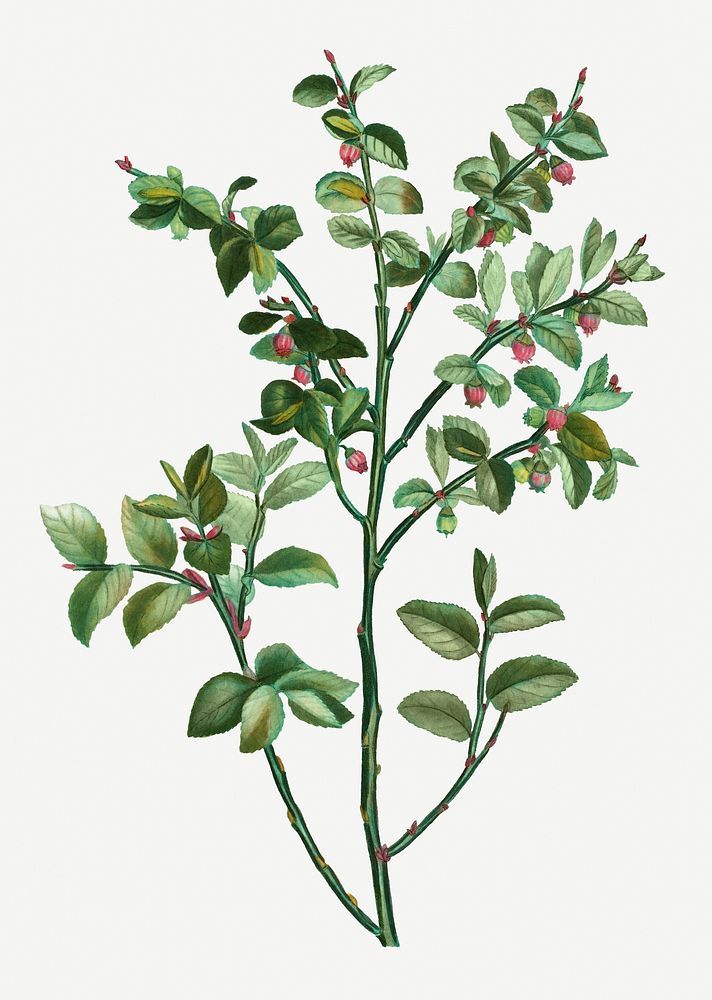 Vintage european blueberry plant illustration