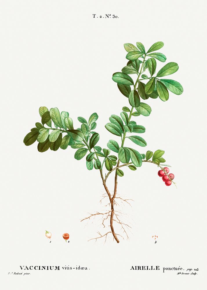 Lingonberry (Vaccinium vitis-idaea) from Trait&eacute; des Arbres et Arbustes que l&rsquo;on cultive en France en pleine…
