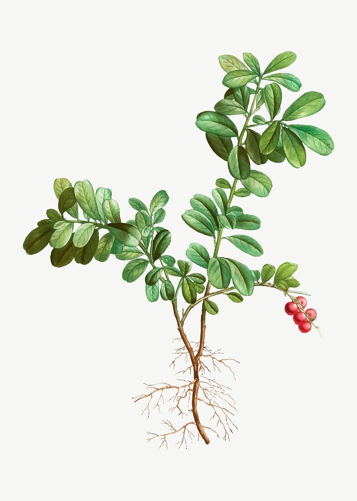 Vintage lingonberry evergreen plant vector