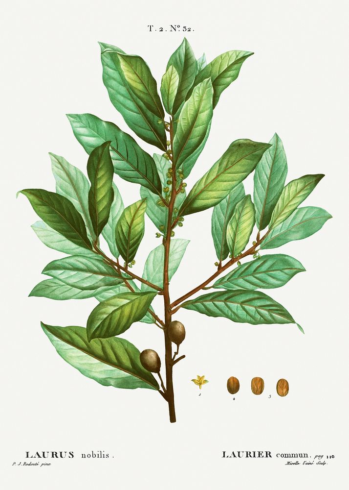 Bay laurel (Laurus nobilis) from Trait&eacute; des Arbres et Arbustes que l&rsquo;oncultive en France en pleine terre…