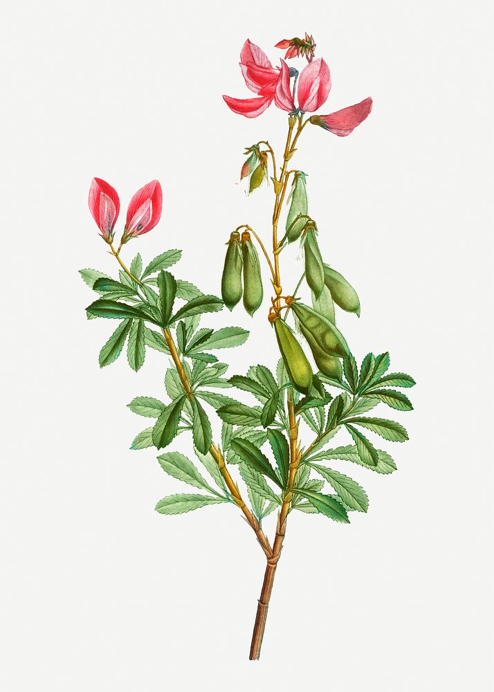 Vintage ononis fruticosa flower illustration