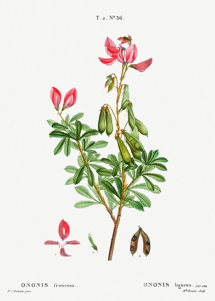 Ononis fruticosa from Trait&eacute; des Arbres et Arbustes que l&rsquo;on cultive en France en pleine terre…