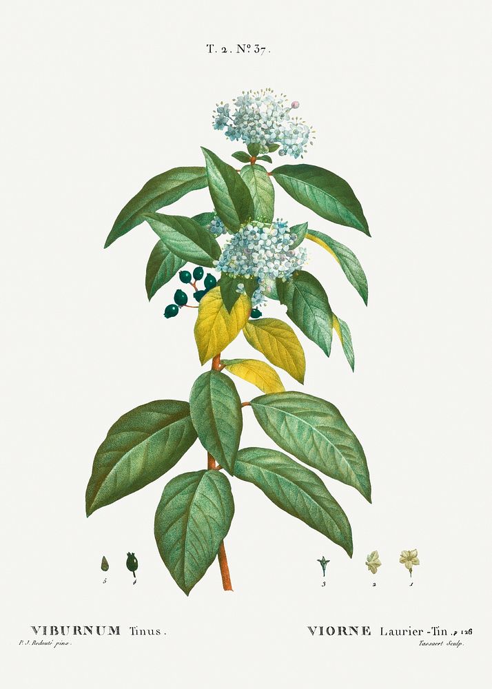 Laurustinus (Viburnum tinus) from Trait&eacute; des Arbres et Arbustes que l&rsquo;on cultive en France en pleine terre…