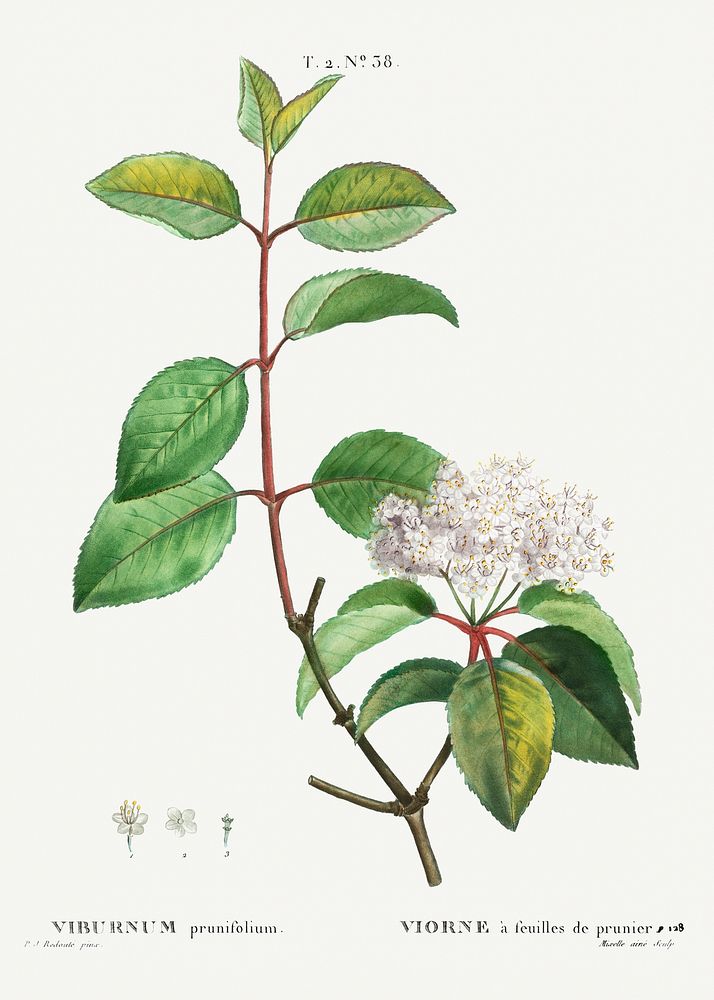 Blackhaw (Viburnum prunifolium) from Traité des Arbres et Arbustes que l’on cultive en France en pleine terre (1801–1819) by…