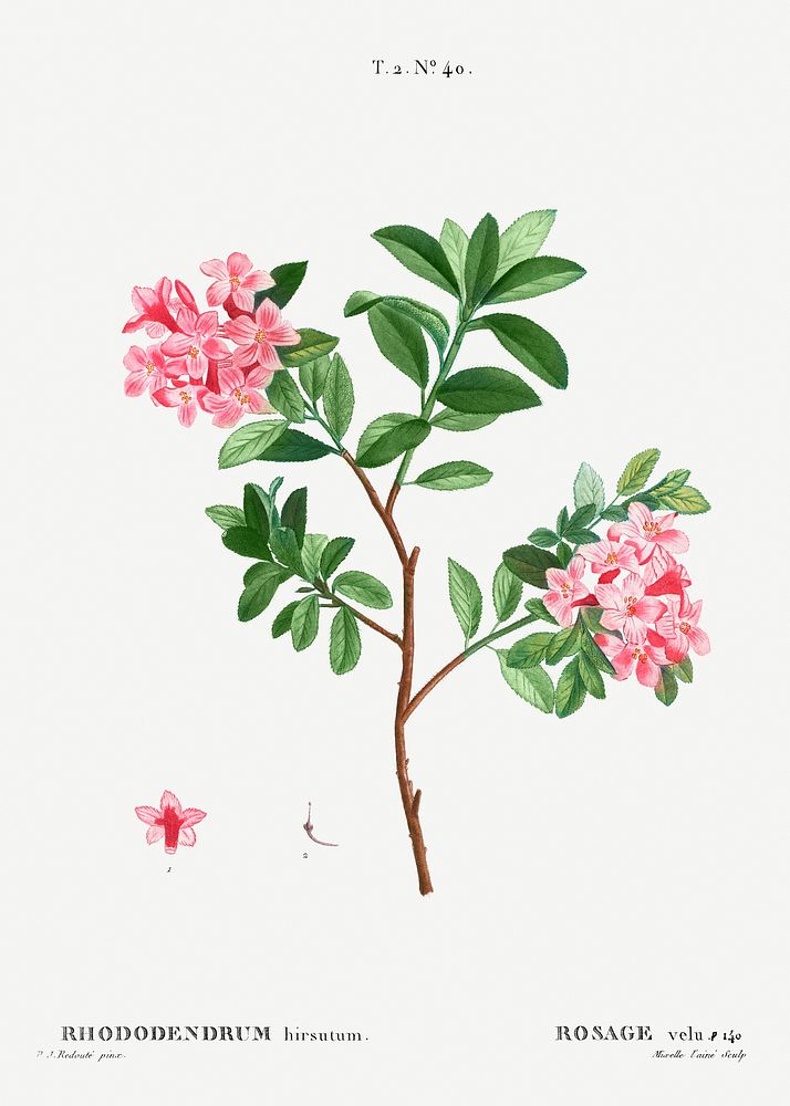 Rhododendron hirsutum from Trait&eacute; des Arbres et Arbustes que l&rsquo;on cultive en France en pleine terre…