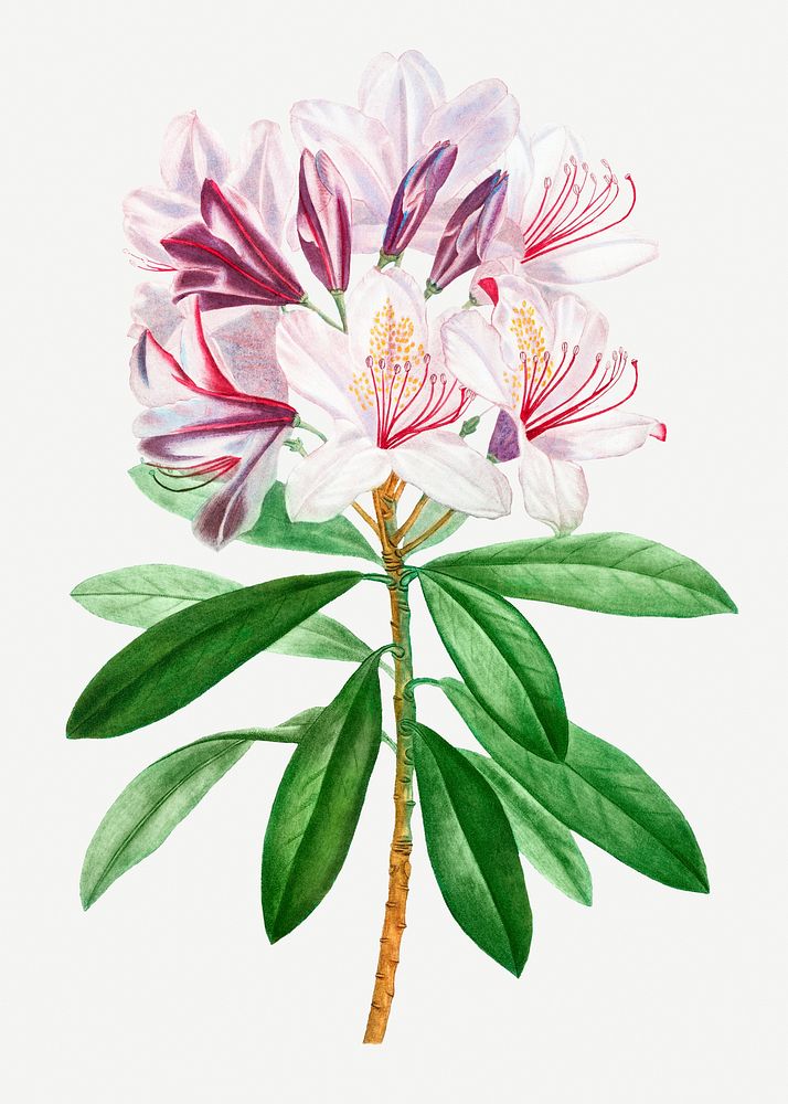 Vintage blooming rhododendron ponticum illustration
