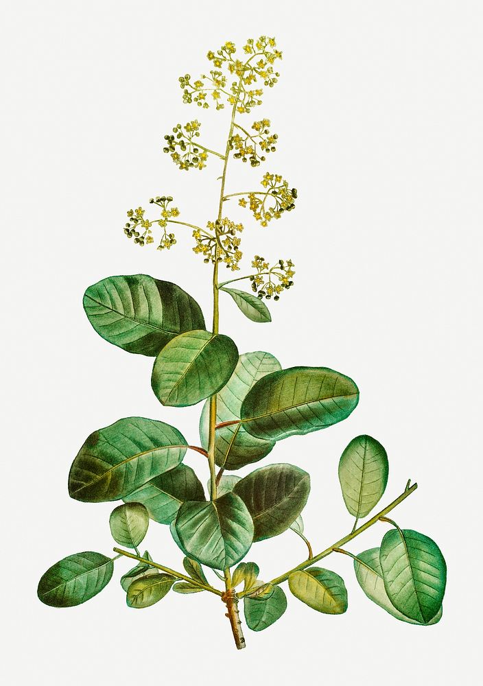 Vintage blooming smoketree plant illustration