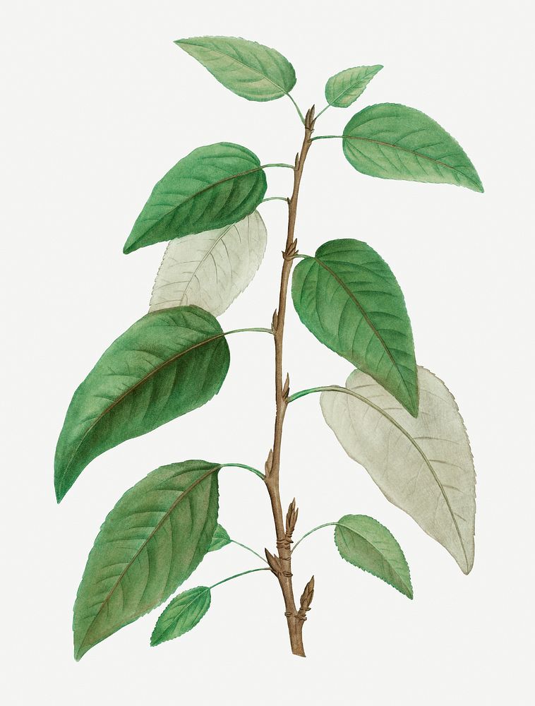 Vintage balsam poplar leaves illustration