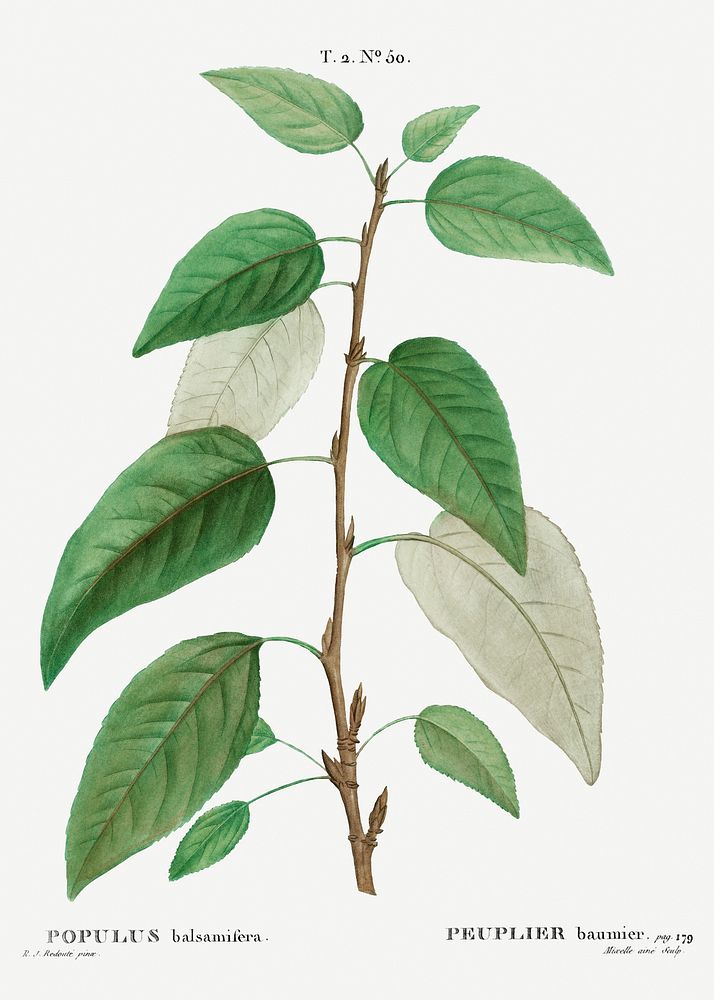 Balsam poplar (Populus balsamifera) from Trait&eacute; des Arbres et Arbustes que l&rsquo;on cultive en France en pleine…