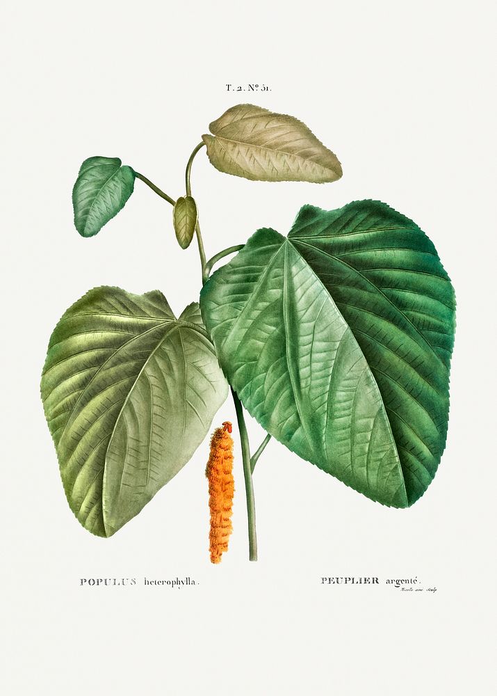 Downy poplar (Populus heterophylla) from Trait&eacute; des Arbres et Arbustes que l&rsquo;on cultive en France en pleine…