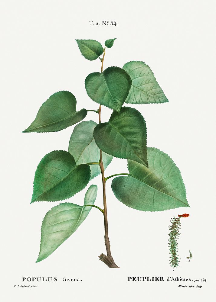 Populus graeca from Trait&eacute; des Arbres et Arbustes que l&rsquo;on cultive en France en pleine terre (1801&ndash;1819)…