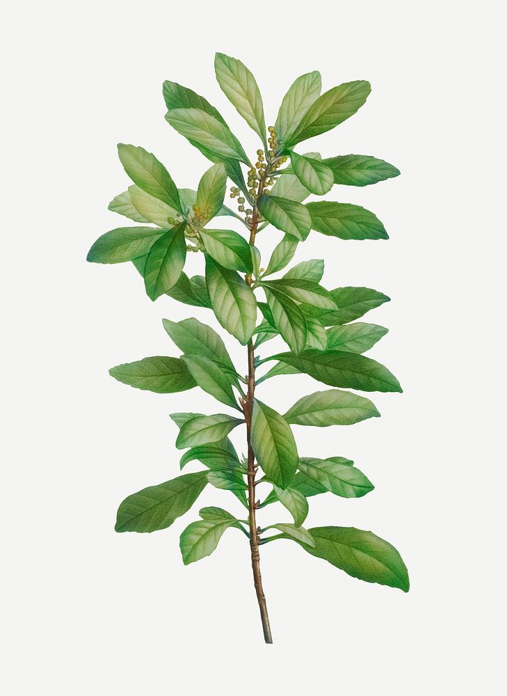 Vintage firetree branch plant illustration