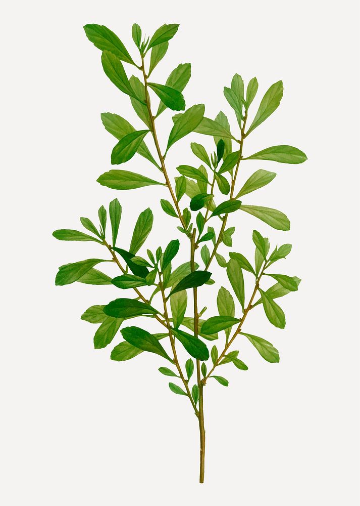 Vintage bog-myrtle branch plant vector