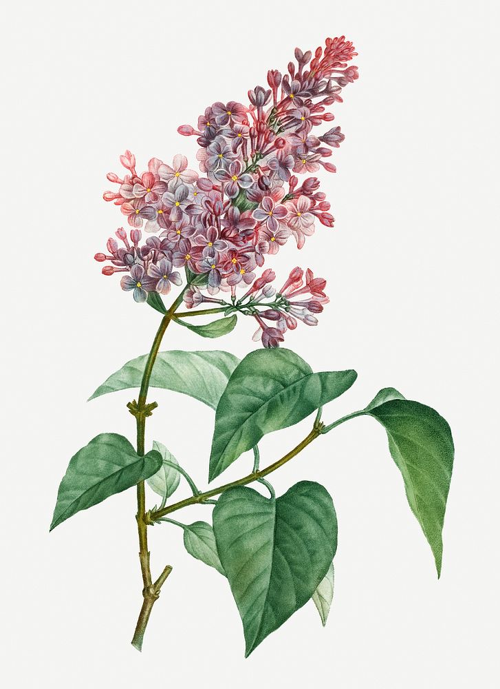 Vintage pink lilac plant illustration