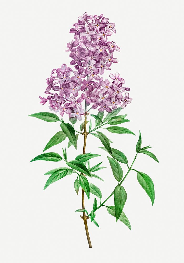 Vintage blooming persian lilac illustration