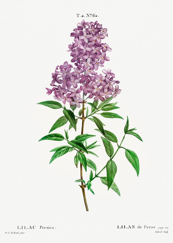 Persian lilac (lilac persica) from Trait&eacute; des Arbres et Arbustes que l&rsquo;on cultive en France en pleine terre…
