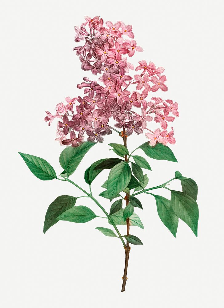 Vintage Chinese lilac branch illustration