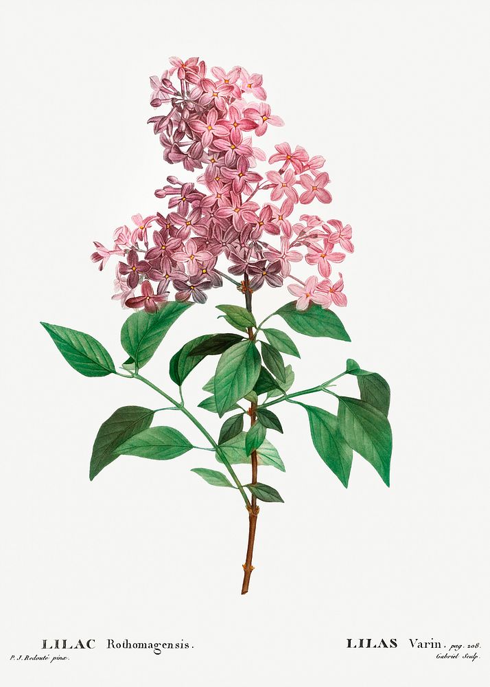 Chinese lilac (Lilac rothomagensis) from Trait&eacute; des Arbres et Arbustes que l&rsquo;on cultive en France en pleine…
