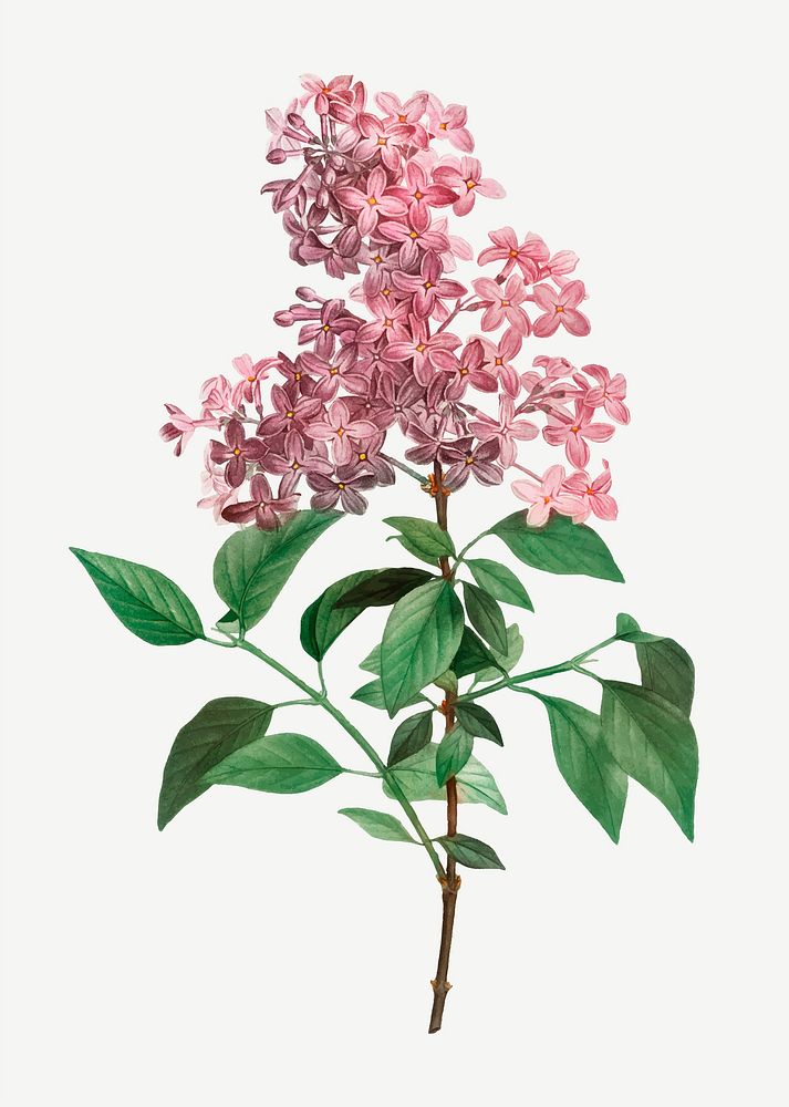 Vintage Chinese lilac branch vector