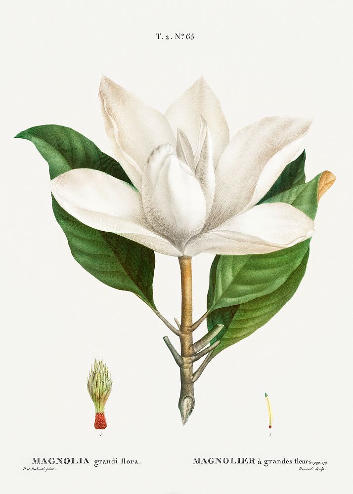 Southern magnolia (magnolia grandiflora) from Trait&eacute; des Arbres et Arbustes que l&rsquo;oncultive en France en pleine…