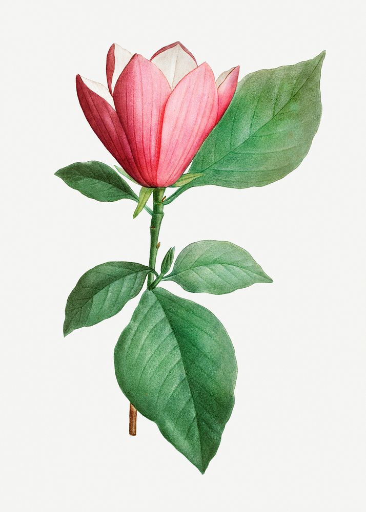 Vintage lily magnolia illustration
