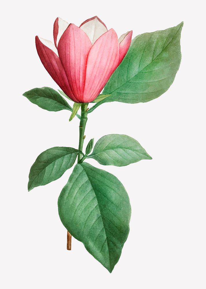 Vintage lily magnolia vector