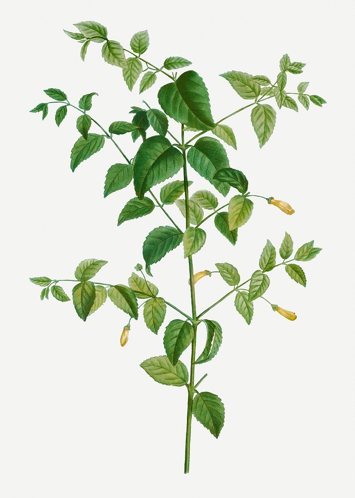 Vintage tree fuchsia branch plant illustration