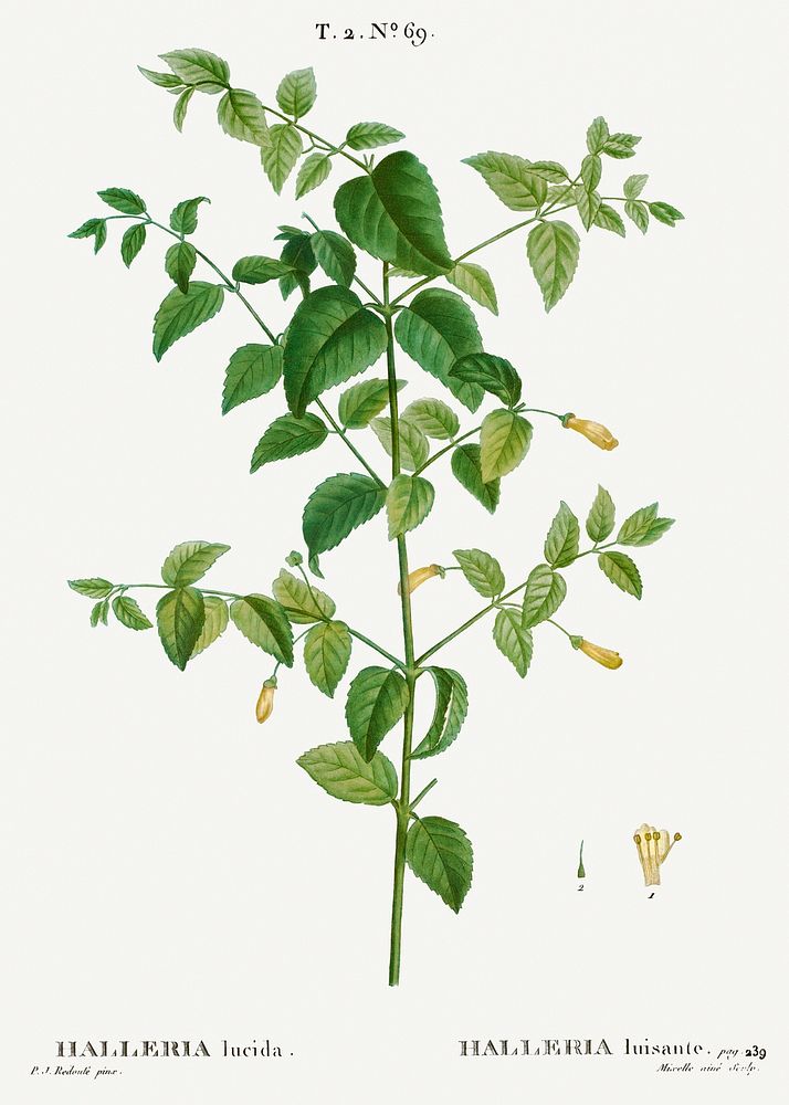 Tree fuchsia, Halleria lucida from Trait&eacute; des Arbres et Arbustes que l&rsquo;on cultive en France en pleine terre…