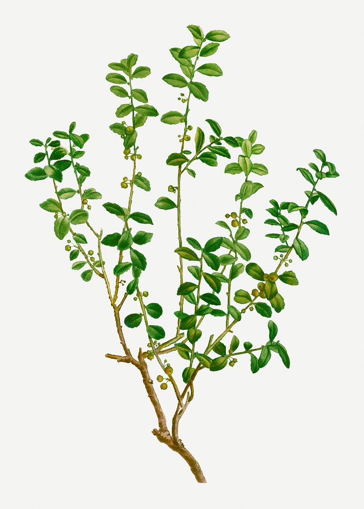 Vintage cape myrtle branch plant illustration